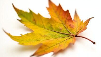 Autumn Maple Leaf On White Surface