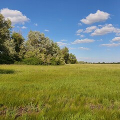 Obraz premium Vast steppe landscape during autumn, featuring rolling hills and a clear blue sky with white clouds. Lush green grass covers the ground, typical of the season's beauty.