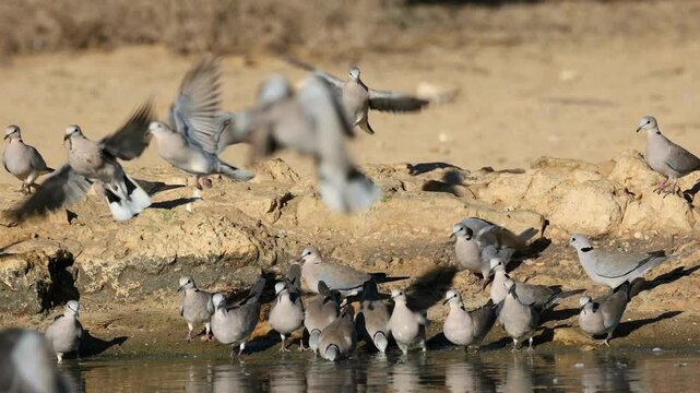 Cape turtle doves (Streptopelia capicola) drinking water, Kalahari desert, South Africa