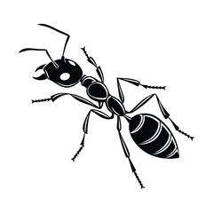  I created a ant shilhouette vector with white background 