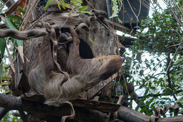 Fototapeta premium A brown sloth hangs upside down from a tree branch, its long limbs wrapped securely around the branch.