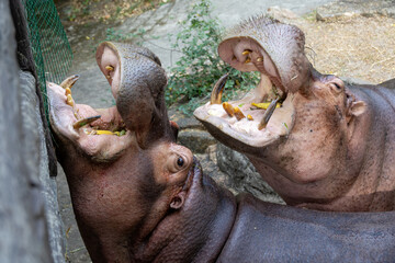 close-up of two hippos with their mouths wide open, showing large teeth as they eagerly eat