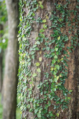 Tree trunk covered with green creeping vines, with a blurred background of trees and greenery in a peaceful forest...