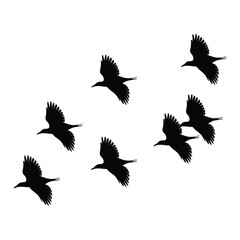 Obraz premium Birds Silhouette, Vector, Icon, Logo, White Background.