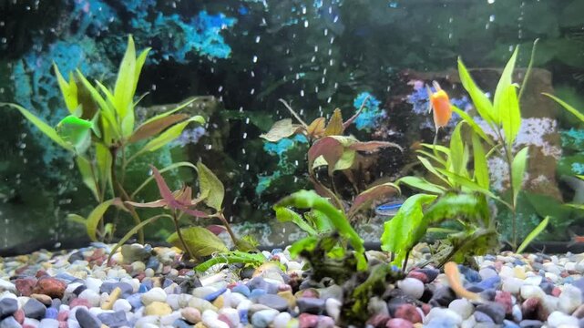 Corydoras polystictus in search of food near green plants