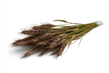 Dried wheat stalks bunch isolated on white