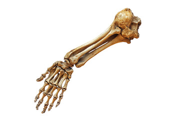 Arm of a skeleton isolated on transparent background
