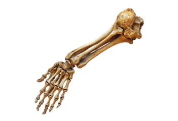Arm of a skeleton isolated on transparent background