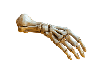 Arm of a skeleton isolated on transparent background