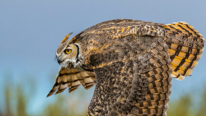 A Great Horned Owl in Tucson, Arizona