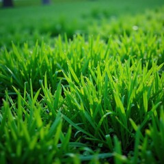 Fototapeta premium Dense tufts of vibrant green grass growing in a damp spring morning, meadow, nature