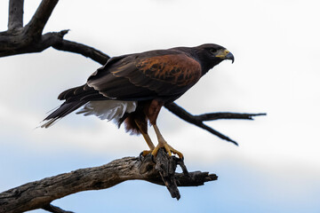 A dark brown Harris Hawk in Tucson, Arizona