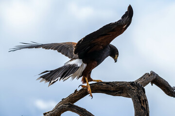 A dark brown Harris Hawk in Tucson, Arizona