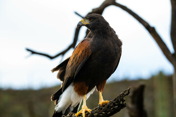 A dark brown Harris Hawk in Tucson, Arizona
