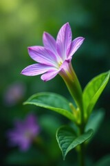 Delicate purple petals unfurl from a lush green stem amidst vibrant foliage, showcasing botanical beauty , nature, plant leaves