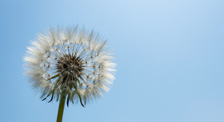 Naklejka premium Mental Spring, Dandelion puff ball against a clear blue sky with copy space