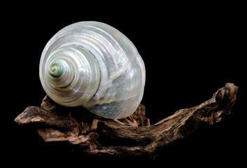 Pearly Turban Snail Shell on wood black background