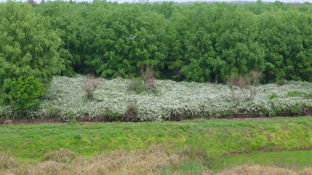 Aerial view of birds flying over a blooming white senna occidentalis plants growing near a green forest and a small stream, showcasing the biodiversity of the region