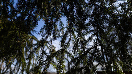 Fototapeta premium The tree branches stretch out against the vibrant blue sky above