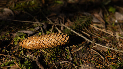 A single pine cone is gently laying on the ground in the grass