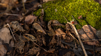 A small ladybug is perched on a stick amidst the vibrant leaves