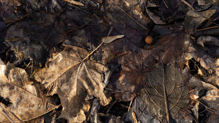 A colorful bunch of leaves is gently laying on the ground now