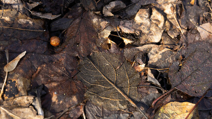 On the ground, there is a leaf that has a hole in it, resting peacefully
