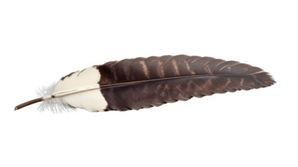 Realistic brown and white bird feather isolated on transparent background