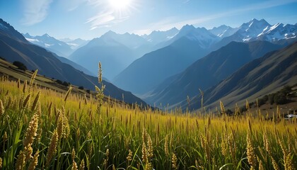 Mountain Valley Wheat Field, Scenic Landscape