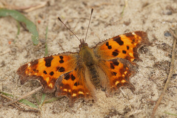 Comma butterfly resting on sand, orange and brown wings, dark spots, antennae, nature shot, macro...