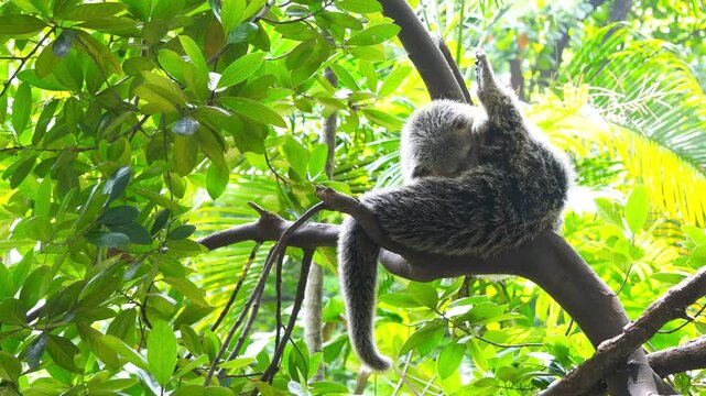 Malayan binturong (Arctictis binturong) lounging on a tree branch in the shade