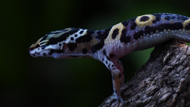 Close-up shot of a leopard gecko resting on the rough bark of a tree