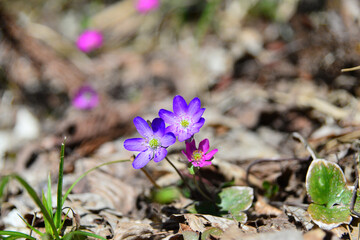長岡雪国植物園の雪割草群生地