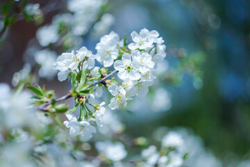  The beginning of spring. Fruit trees are blooming.