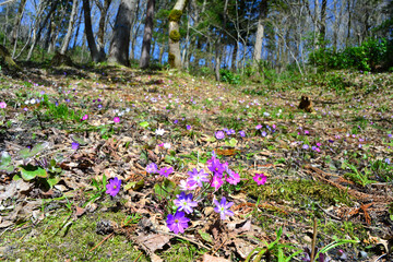 長岡雪国植物園の雪割草群生地