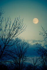 moon and tree on the sky