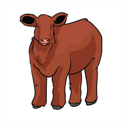 livestock show cattle with white background separately