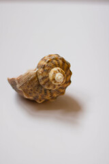 sea shell on a white background