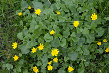 yellow flowers in the field