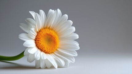 Obraz premium A white flower with a yellow center is the main focus of the image
