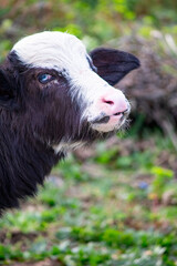 Portrait of a pink nosed calf in Beykoz Istanbul. Cow or cattle baby. Farm animal idea concept. Livestock. Nature.