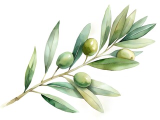 watercolor artwork illustration A fresh green olive branch, with leaves and ripe olives, isolated against a white background, highlighting its natural beauty