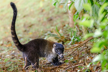 White-nosed coati (Nasua narica). Curi-Cancha Reserve, Costa Rica. Selective focus on animal eyes