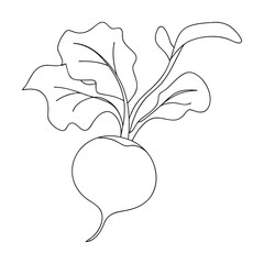 Line drawing of a beet, root vegetable, garden plant