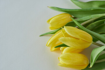 Obraz premium Yellow tulips on a white background. Place for your text.
