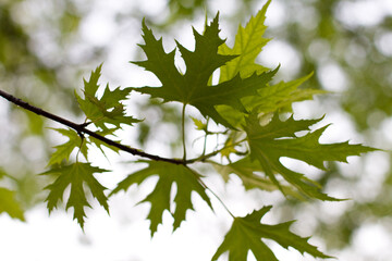 green maple leaves