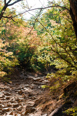 autumn in the forest