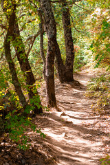 path in the forest