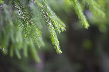 close up of pine needles