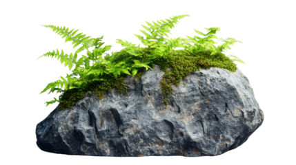 Green ferns and moss growing on a rock with transparent background